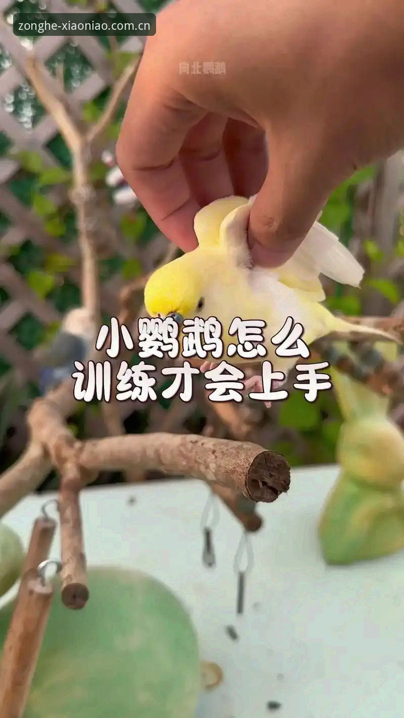 小鸟体育功能使用技巧 小鸟体育功能使用技巧如何提升观赛体验?